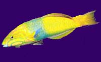 Banana Fish