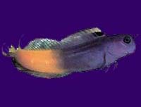 Bicolor Blenny