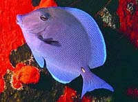 Blue Tang