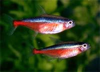Cardinal Tetra