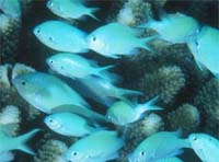 Chromis