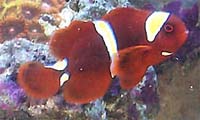 Maroon Clown