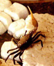 Fiddler Crab