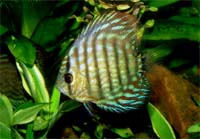 Discus