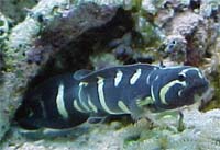 Engineer Goby