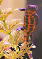 Fire Belly Newt