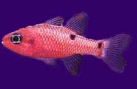 Flame Cardinal