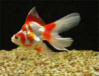 Fancy Goldfish