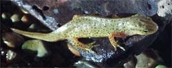 Newt
