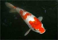 Koi