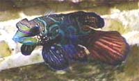 Mandarin Goby