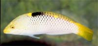 Marble Wrasse