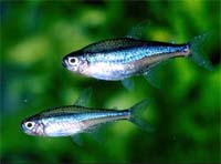 Neon Tetra