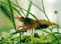 Peppermint Shrimp