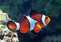Percula Clown