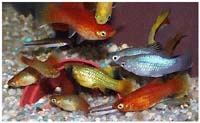 Platys