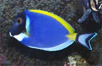 Powder Blue Tang