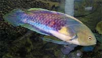 Purple Fairy Wrasse