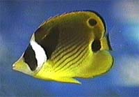 Raccoon Butterfly