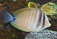 Sailfin Tang