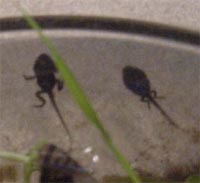 Tadpoles