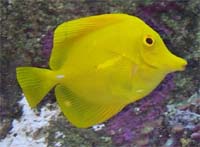 Yellow Tang
