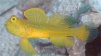 Yellow Watchman Goby